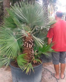 Chamaerops humilis Vulcano