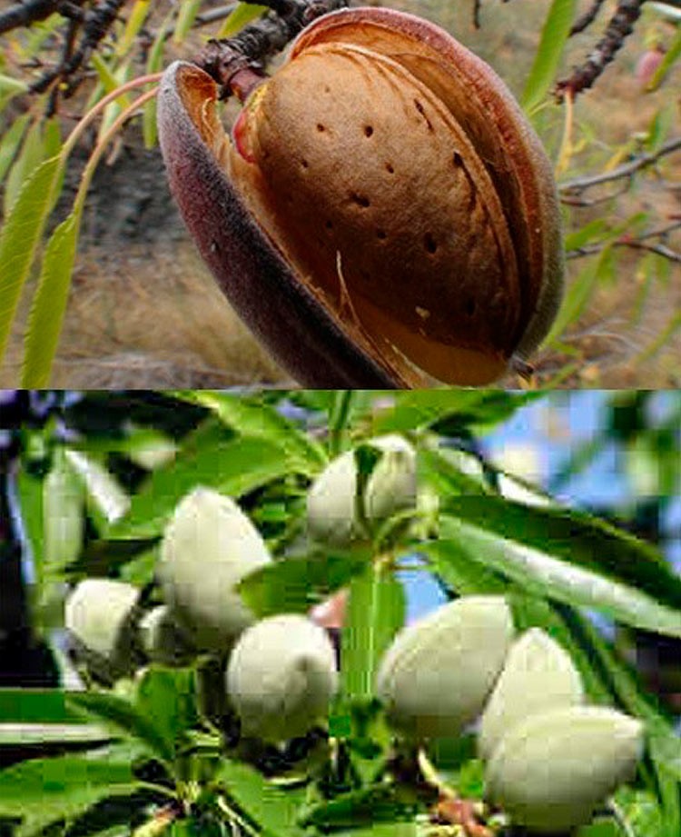 Almendro pequeño