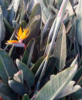 Strelitzia Reginae