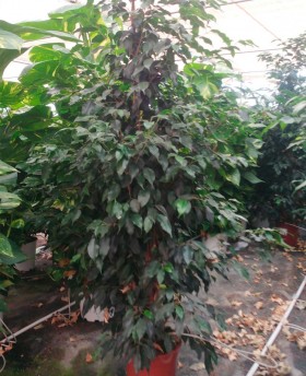 Ficus Benjamina