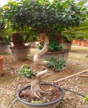 Ficus Bonsai Medio