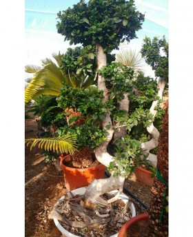 Ficus Bonsai Grande