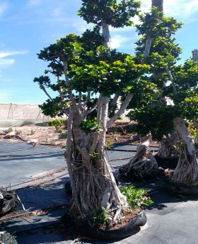 Ficus Bonsai Grande