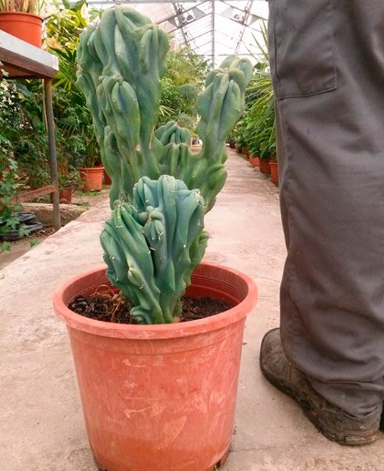 Cereus monstruoso