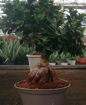 Ficus Bonsai