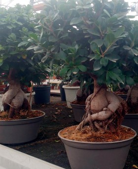 Ficus Bonsai