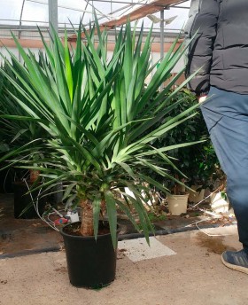 Yucca ferox