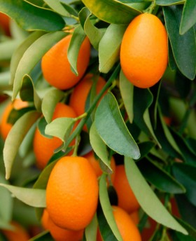 kumquat Pequeño