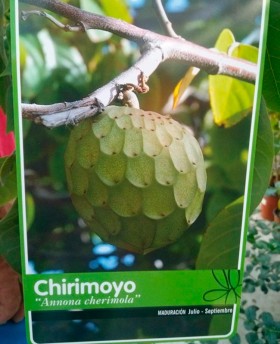 Chirimoyo