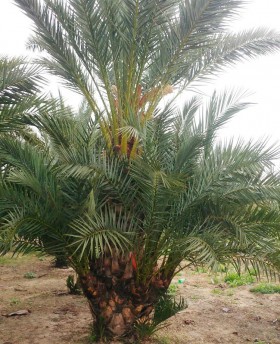 Grupo de Phoenix Dactylifera