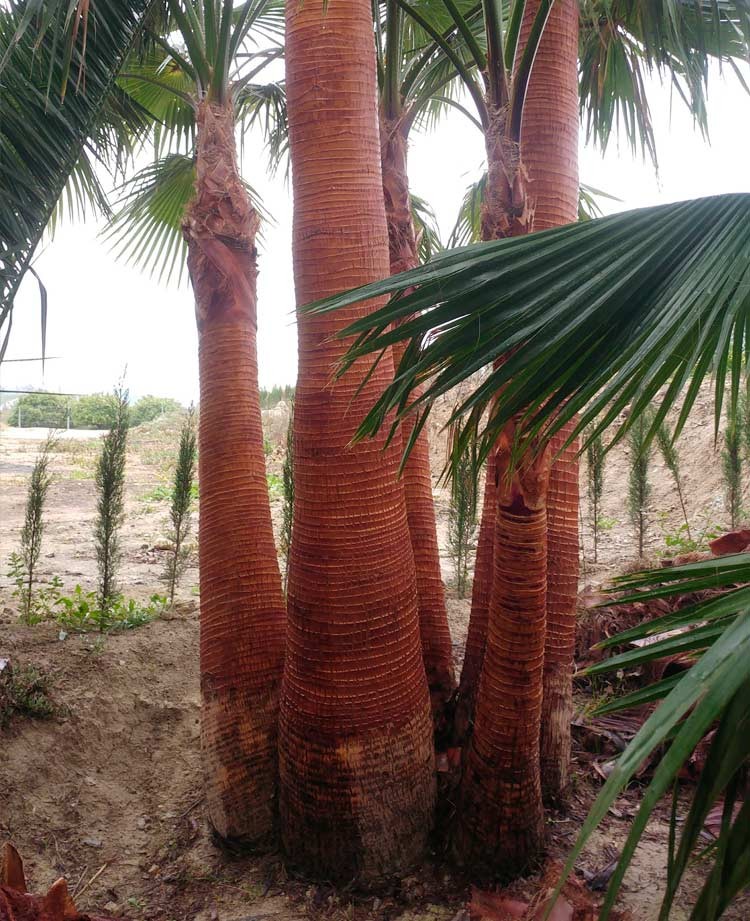 Washingtonia Robusta﻿﻿﻿﻿ Ejemplar