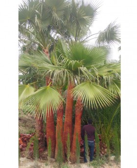 Washingtonia Robusta﻿﻿﻿﻿ Ejemplar