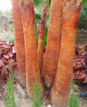 Washingtonia Robusta﻿﻿﻿﻿ Ejemplar