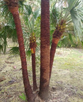 Chamaerops Humilis en tierra