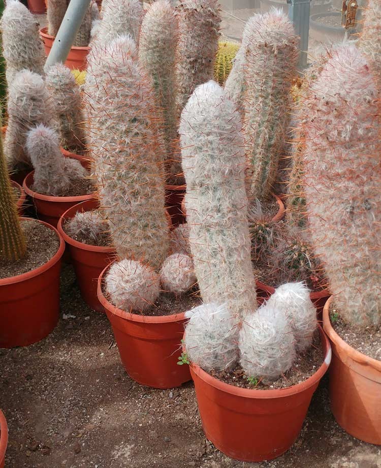 Venta de Oreocereus Trollii online - Space Garden - Vivero online