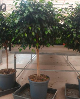 Ficus Nitida