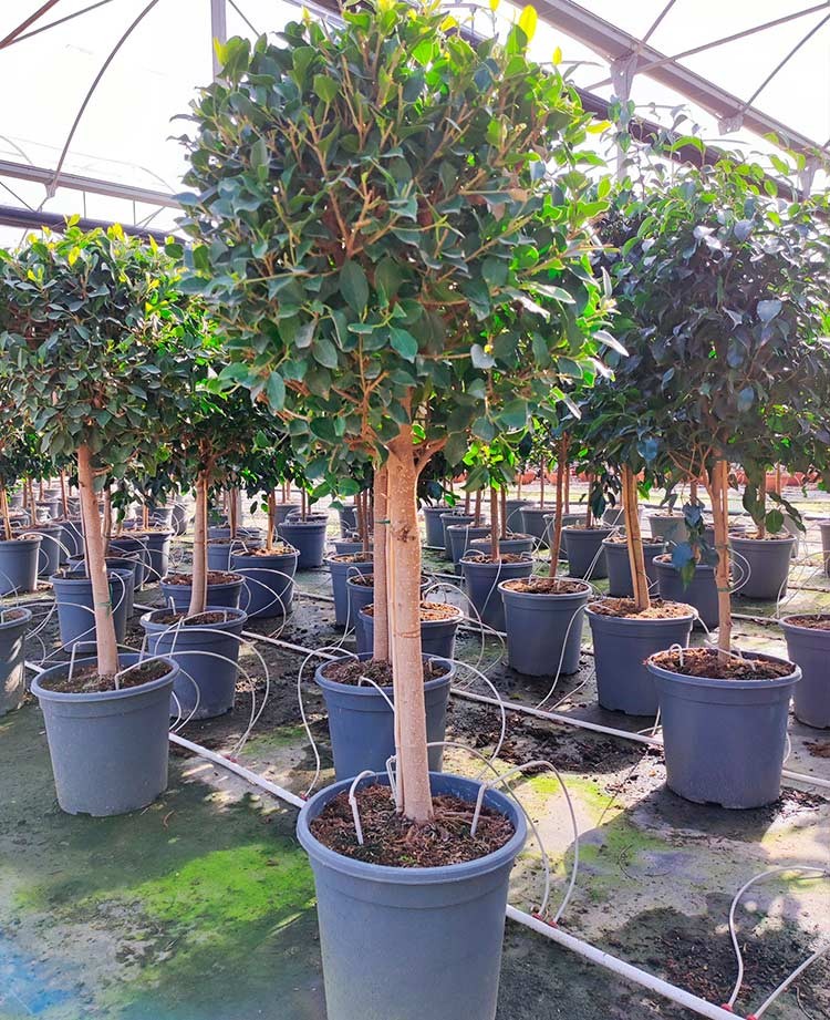 Ficus Nitida