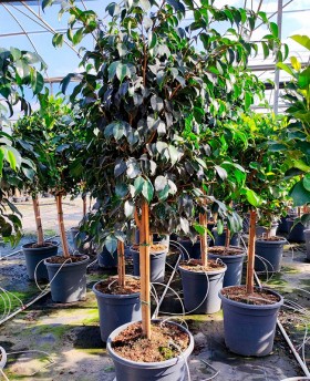 Ficus Nitida