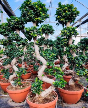 Ficus Bonsai 3