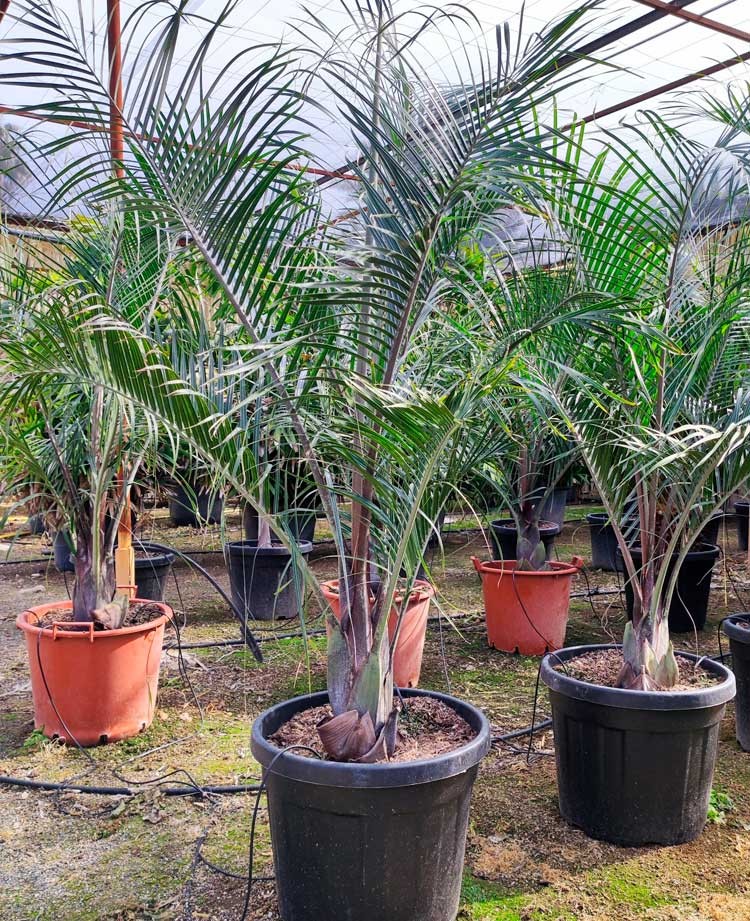 Dypsis Decaryi