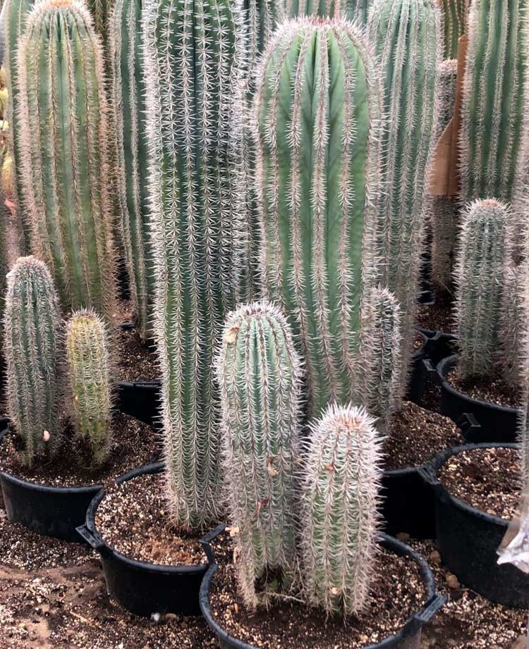 pachycereus pringlei con hijos