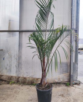 Dypsis Decaryi