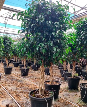 Ficus Benjamina Trenzado