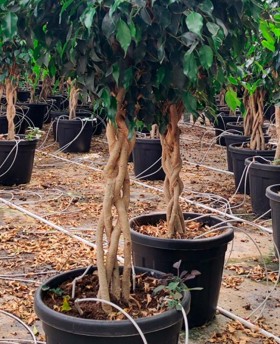 Ficus Benjamina Trenzado