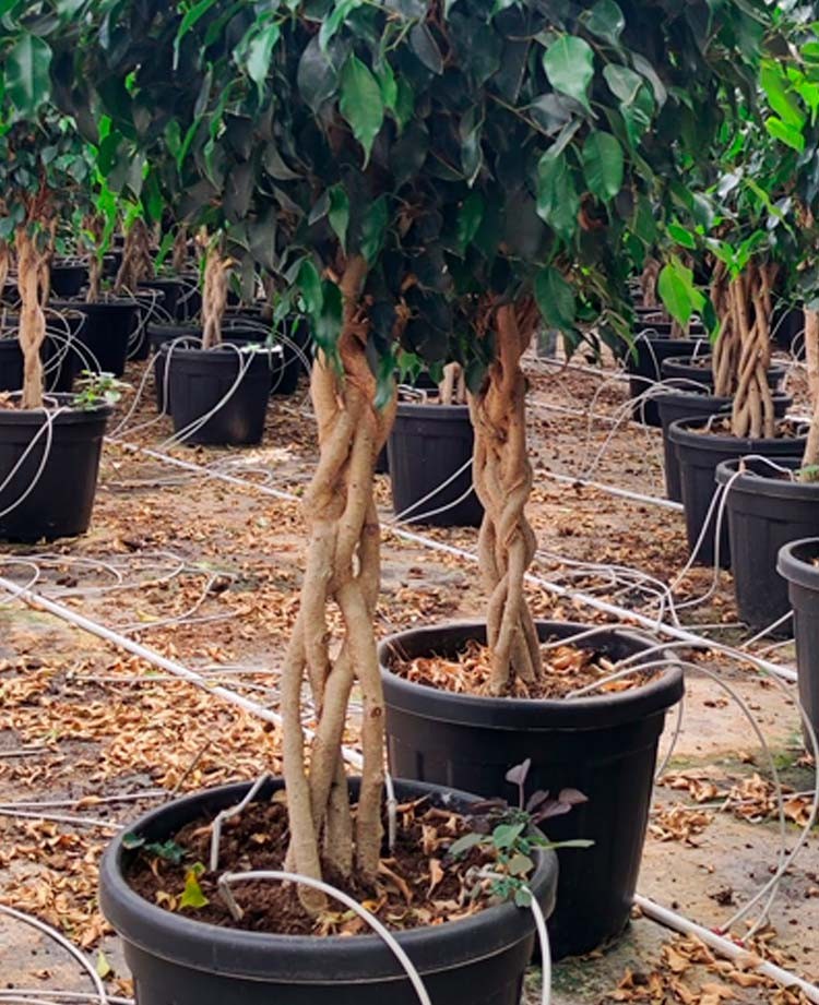 Ficus Benjamina Trenzado Space Garden Vivero Online