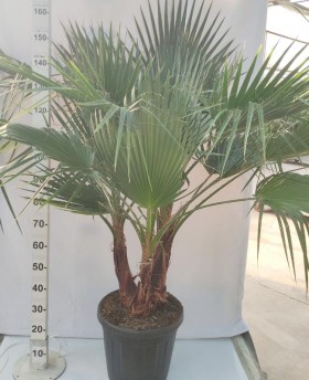 2x washingtonia robusta - palmier mexicain - palmier extérieur - persistant  – ⌀17 cm - ↕60-75 cm