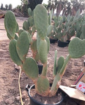 Opuntia titania Grande