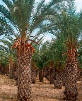 Fenix dactylifera en Cepellón