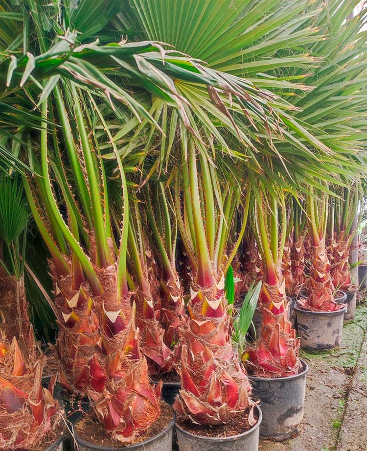 Washingtonia Robusta﻿