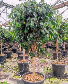Ficus Nitida