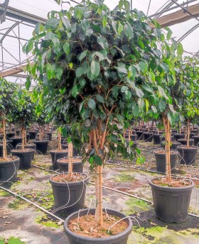 Ficus Benjamina