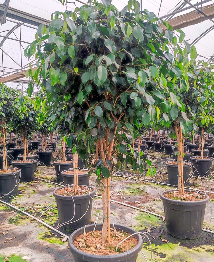 Ficus Nitida
