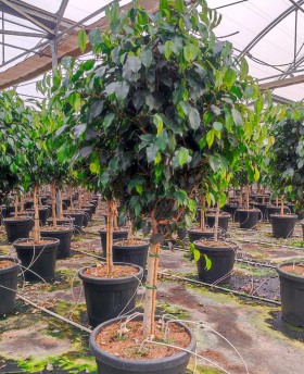 Ficus Nitida