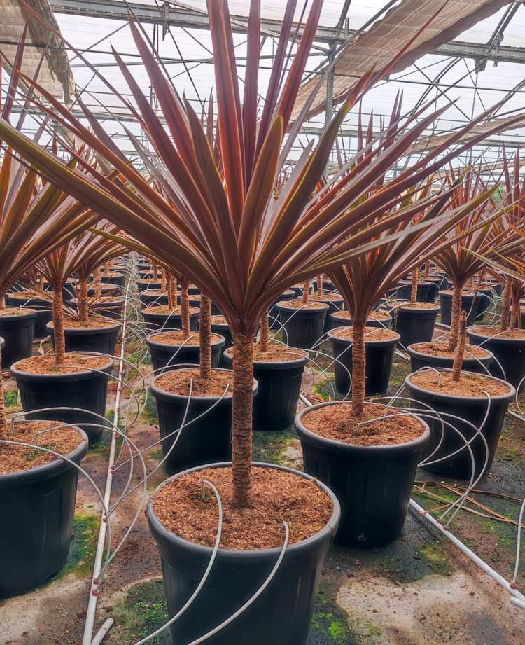 Cordyline Red Star