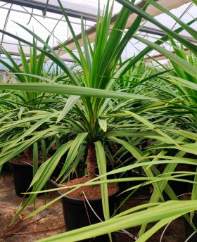 Cordyline Peko