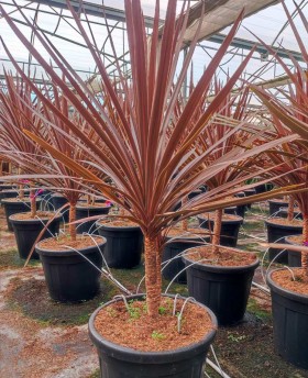 Cordyline Red Star