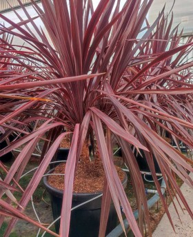 Cordyline Black Night