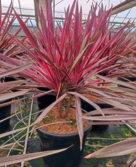 Cordyline Paso Doble