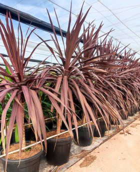 Cordyline Burgundy