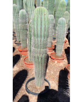 Pachycereus pringlei