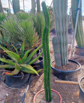 Allaudia procera