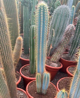 Pilosocereus azureus