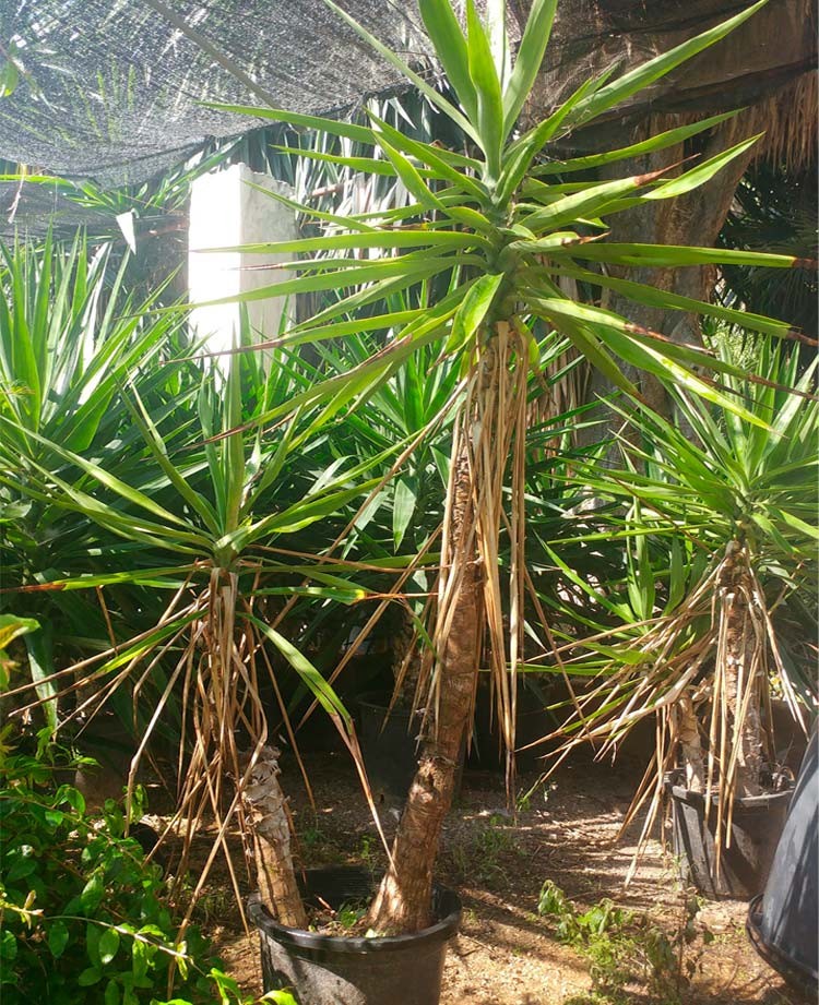 Yucca elephantipe