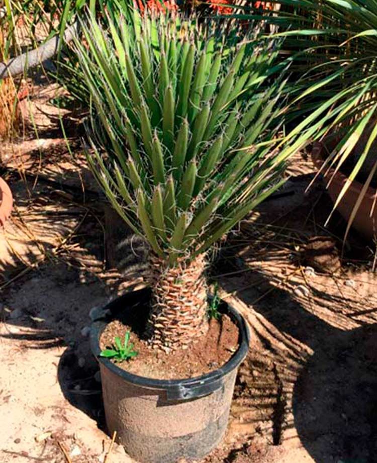 Yucca filifera