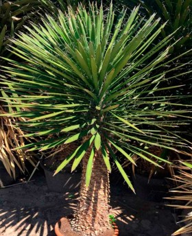 Yucca filifera