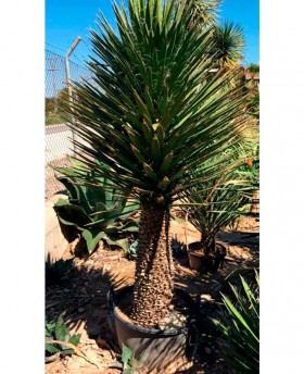 Yucca filifera